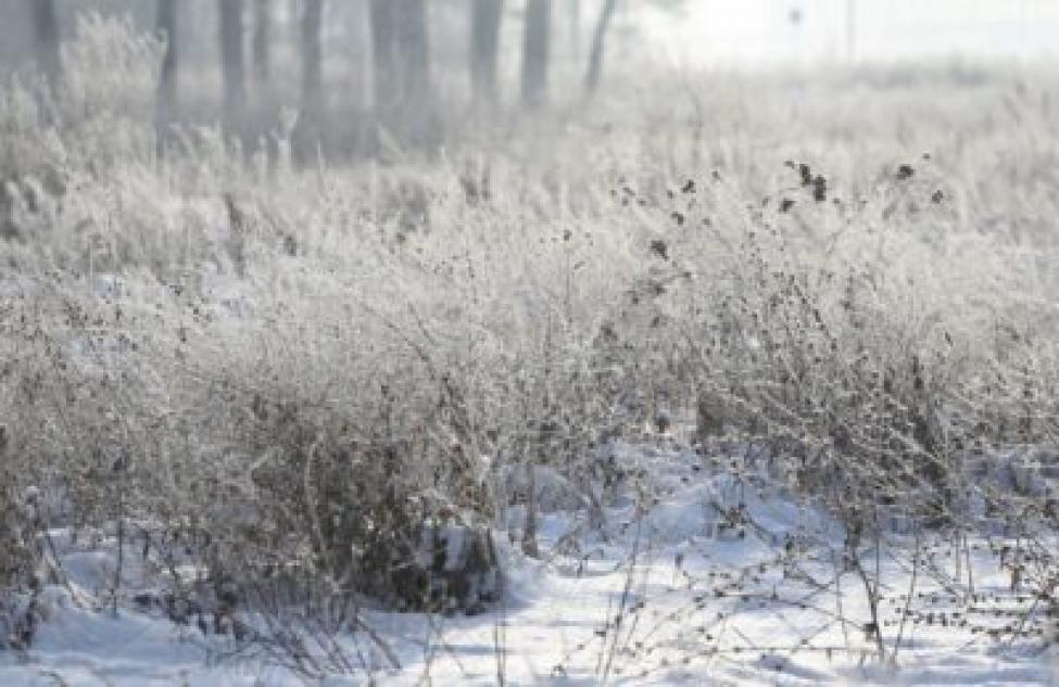 Прогноз погоды в Болотном на февраль-2022: в ожидании тепла
