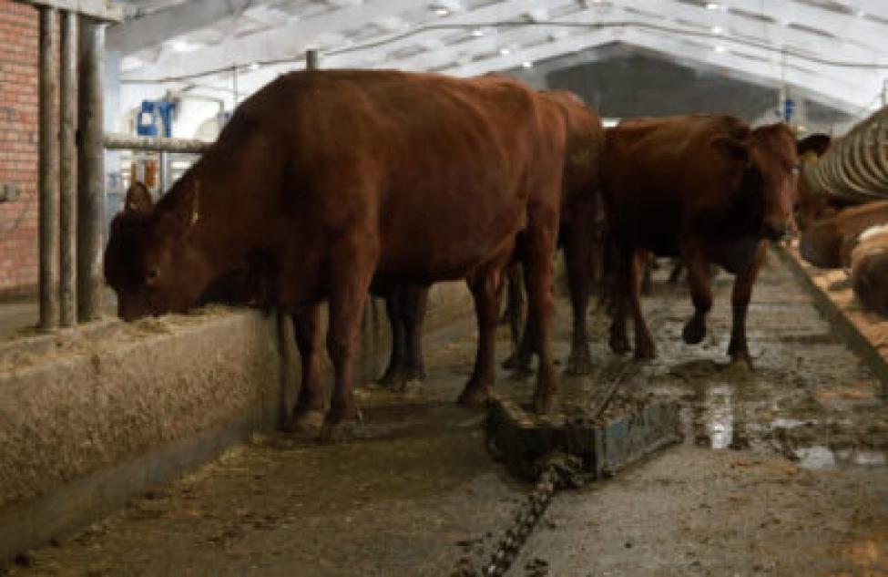 Вспышка ящура на границе с Новосибирской областью: объявлена вакцинация скота