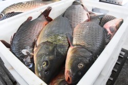 Новосибирцы назвали самую вкусную местную рыбу