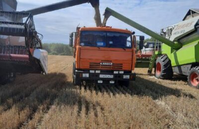 Более тысячи гектаров убрали хлеборобы Болотнинского района