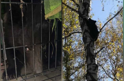 Медвежонка-сироту поймали на мед в Болотном