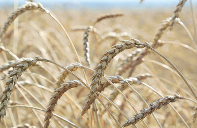 В Новосибирской области урожай превысил прогнозы – собрано 3,4 млн тонн зерна