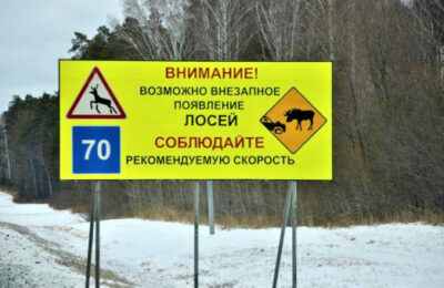 Лось на дороге: водителей Болотнинского района просят соблюдать скоростной режим на трассах