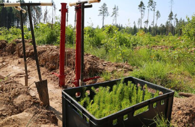 Более трёх тысяч гектаров леса восстановят в Новосибирской области в 2023 году