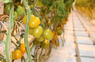 В Новосибирской области вырос урожай местных овощей