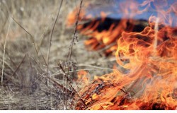 В Новосибирской области установлен пожароопасный сезон 
