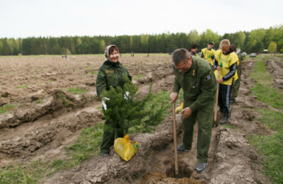 Более 3,6 тысяч гектаров леса восстановят в Новосибирской области