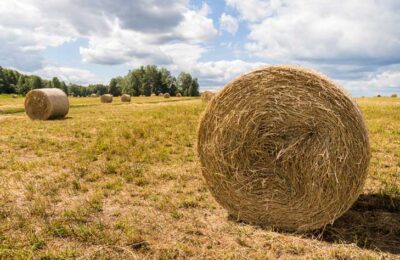 Губернатор Новосибирской области поставил задачу найти допрешения по помощи аграриям в засуху