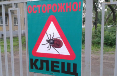 Роспотребнадзор назвал районы Новосибирской области, где чаще всего нападают клещи