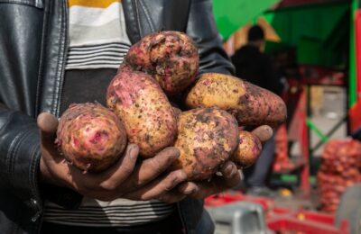 Огурцы и картофель резко подорожали в Новосибирской области