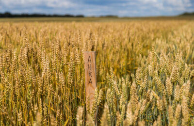 Урожай пшеницы за 60 дней получили в центре ускоренной селекции в Новосибирске