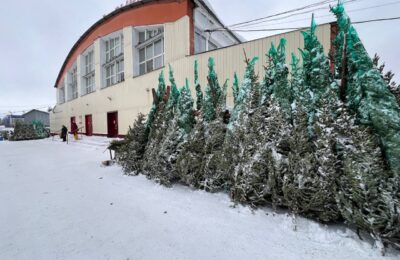 Минприроды региона проверило легальность новогодних елей на новосибирском рынке