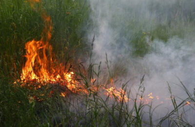 В районах Новосибирской области начались лесные пожары