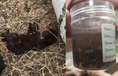 В Болотнинском районе нашли умирающего медвежонка