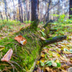 Восстанавливать лес будут в Новосибирской области