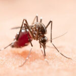В Новосибирской области комары стали заражать жителей трехдневной лихорадкой
