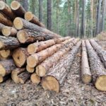 Незаконные рубки в Новосибирской области сократились в несколько раз