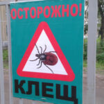 Клещи стали реже кусать жителей Новосибирской области