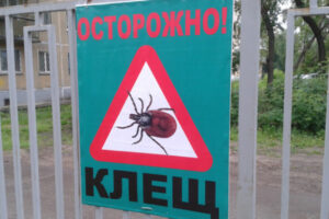 Клещи стали реже кусать жителей Новосибирской области
