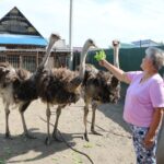 В Новосибирской области 350 семей начали разводить животных по нацпроекту