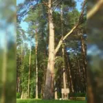 Гигантская сосна из Новосибирской области участвует в конкурсе «Дерево года»