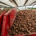 Массовое заражение картофеля вирусами опровергли в Новосибирской области