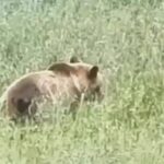 Медведица с медвежатами устроила пир на поле под Новосибирском