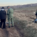 В Красноярском крае 10-летний мальчик погиб в результате нападения стаи бродячих собак
