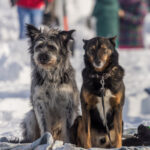 В Новосибирской области будет установлен строгий общественный контроль за исполнением закона об обращении с бездомными животными