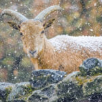 В Новосибирском зоопарке стало больше животных