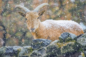 В Новосибирском зоопарке стало больше животных