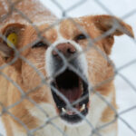 Ребёнок из Новосибирской области получит компенсацию после нападения собаки