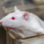 Новосибирские учёные испытали осповакцину против рака мозга