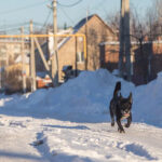 Синоптики сделали прогноз погоды на 9-12 декабря в Новосибирской области
