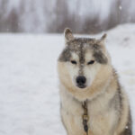 Мужчина из Новосибирской области похитил потом вернул западно-сибирскую лайку