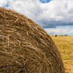 В Новосибирской области планируется рекультивация 270 гектаров земель сельскохозяйственного назначения