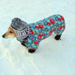 В новогоднюю ночь 2026 года в Новосибирске исчезли десятки домашних собак