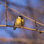 Синоптики составили прогноз погоды на 13-16 января для Новосибирской области