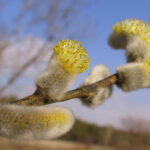 Жителей Новосибирской области предупредили о необычно теплой весне 2026 года