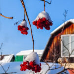 Прогноз погоды на 31 января и 1 февраля для Новосибирской области