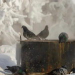 Прогноз погоды на 24-25 января в Новосибирской области