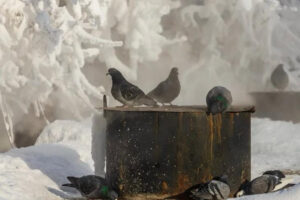 В Новосибирской области снова наблюдаются «погодные качели»