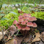 С сентября сбор краснокнижных растений и грибов будет возможен только по спецразрешению