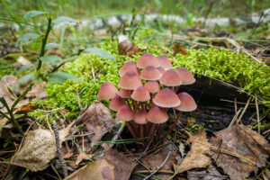 С сентября сбор краснокнижных растений и грибов будет возможен только по спецразрешению
