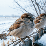 Стартовала третья Всероссийская перепись воробьёв
