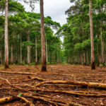 В Новосибирской области мужчину признали виновным в незаконной вырубке леса
