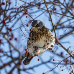 Погода в Новосибирске на выходные 28 февраля и 1 марта