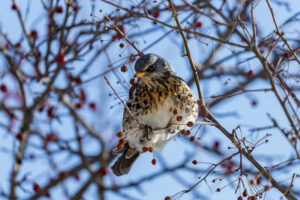 Погода в Новосибирске на выходные 28 февраля и 1 марта