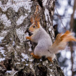 Самый тёплый день зимы в Новосибирской области ожидается 18 февраля
