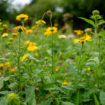 С 1 марта 2026 года владельцы земельных участков обязаны избавиться от инвазивных растений